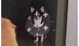 狗狗打架吃瓜群众,围观群众见证的宠物江湖风云