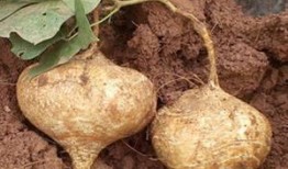 土瓜孕妇可以吃,营养与安全的双重保障