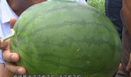 新西兰博士吃瓜,新西兰博士的“吃瓜”奇遇记