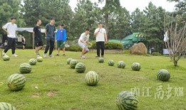 吃瓜进行游,探寻美食与娱乐的完美融合