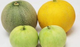 吃瓜沙嗓子,网络热词背后的文化现象