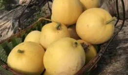 新塘吃瓜活动,一场别开生面的吃瓜盛宴