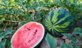 英华吃瓜,揭秘娱乐圈背后的那些事儿