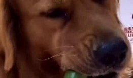 狗吃黃瓜,探索狗吃黄瓜的奥秘