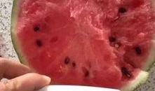 奶片粉色尾巴吃瓜,揭秘网红吃瓜背后的甜蜜诱惑