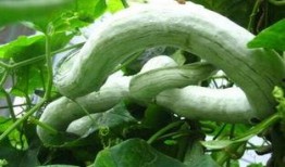 蛇瓜蔬菜怎么吃,探索美味与营养的完美结合