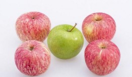 苹果雷电4吃瓜,科技巨头的新宠，吃瓜群众的新焦点