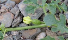 吃瓜的苗,吃瓜群众视角下的苗氏传奇