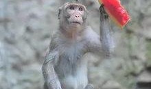 动物园小猴吃瓜