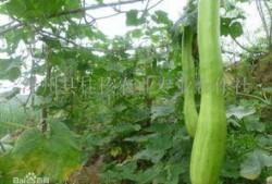 怎样吃砍瓜,探索美味与健康的完美融合