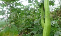 怎样吃砍瓜,探索美味与健康的完美融合