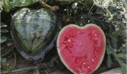 吃瓜心型,揭秘娱乐圈背后的真实故事