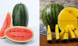 在宗门吃瓜,吃瓜群众揭秘门派秘辛