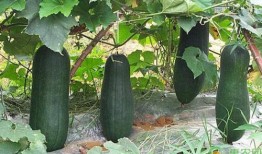 吃高瓜注意什么,健康饮食的贴心指南