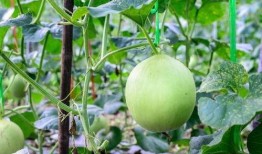 吃瓜沙嗓子,网络热词背后的文化现象