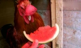 公鸡吃瓜,趣味横生的田园生活趣事