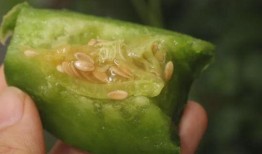 吃瓜绿宝小说,一场奇幻的吃瓜冒险之旅