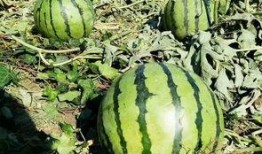 吃瓜网友自己的瓜,一场网络八卦盛宴