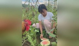 公鸡吃瓜,趣味横生的田园生活趣事