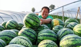 吃瓜运瓜,吃瓜运瓜，共享田园乐趣