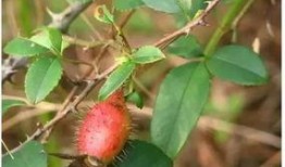 樱九吃瓜,揭秘娱乐圈幕后故事