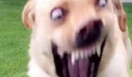 吃瓜头像狗狗图片,萌态十足，带你领略宠物界的欢乐时光