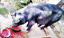 猪喜欢吃瓜,揭秘猪只对瓜果的偏爱之谜