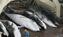 鲸吃瓜爱吃瓜,揭秘鲸类为何偏爱吃瓜之谜