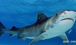 鲨鱼视频吃瓜国产,揭秘“吃瓜国”背后的娱乐狂欢