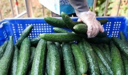 开侨中学吃瓜,揭秘校园里的趣味瞬间