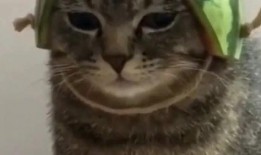 带你吃瓜奇怪动物视频,带你走进“带你吃瓜”的奇异世界