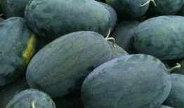 吃瓜产区,揭秘我国吃瓜产区的魅力与特色