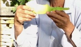 吃爷爷的瓜,吃爷爷的瓜背后的惊人真相