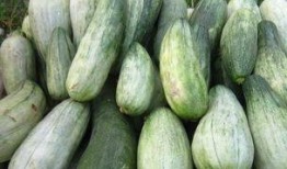 经期吃酥瓜,酥瓜助力女性健康调理