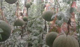 寿光天台吃瓜小情侣