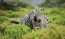 斑马代驾吃瓜,揭秘代驾行业背后的真相