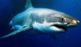 鲨鱼视频吃瓜国产,揭秘“吃瓜国”背后的娱乐狂欢