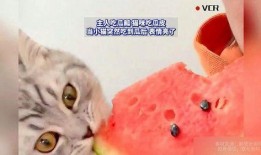小猫吃瓜怎么画,趣味盎然的瞬间捕捉