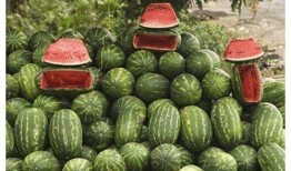 乾隆吃瓜的方法,宫廷吃瓜艺术揭秘