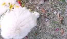 兔子可以吃瓜叶菊吗,兔子适宜食用瓜叶菊的探讨