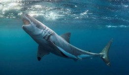 傻鲨吃瓜,揭秘网络热点的趣味解读