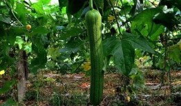 海宁盐仓吃瓜,夏日吃瓜盛宴，品味传统与现代的交融