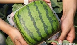 吃瓜运瓜,吃瓜运瓜，共享田园乐趣