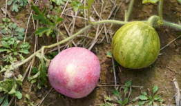 什么季节有洋瓜吃,洋瓜的丰收季节