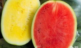 吃更高端瓜,探索高端瓜果的奢华之旅