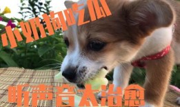 小狗吃的瓜,宠物美食日记