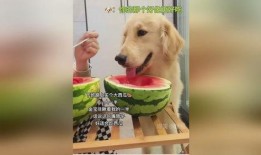 瓜小狗可以吃吗,揭秘宠物饮食中的安全与禁忌