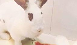 树上吃瓜的兔,兔趣盎然