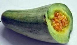 小麦吃瓜,探寻小麦吃瓜的奥秘