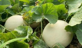 睛儿吃瓜,揭秘娱乐圈那些不为人知的幕后故事